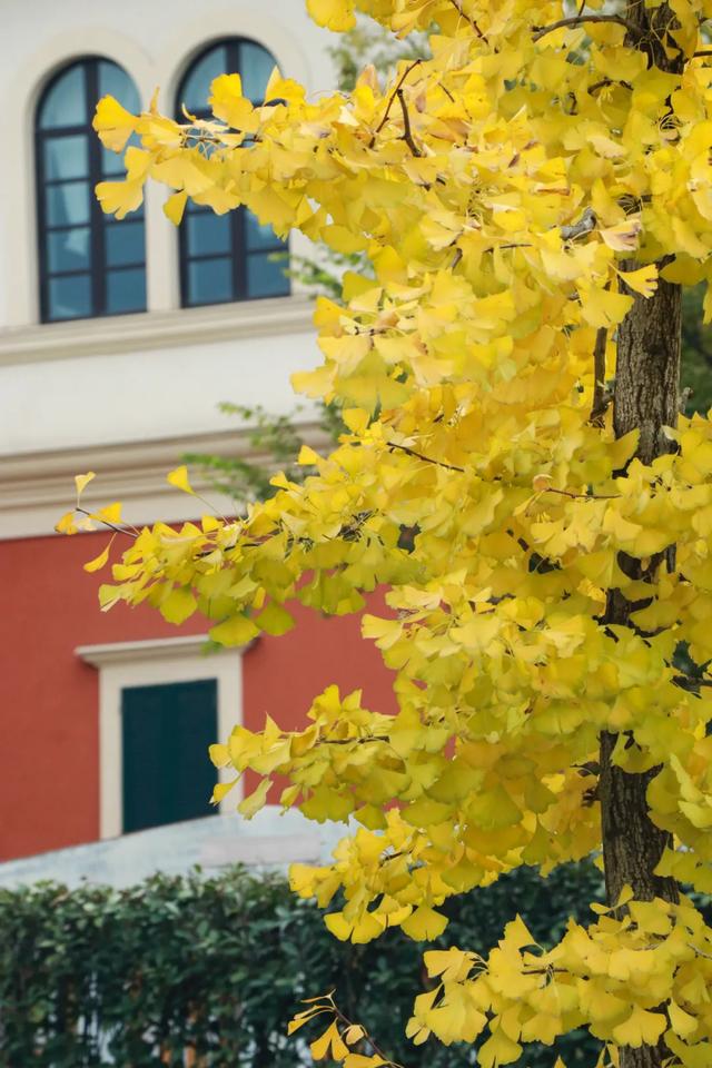 好看！好拍！郫都银杏打卡攻略→