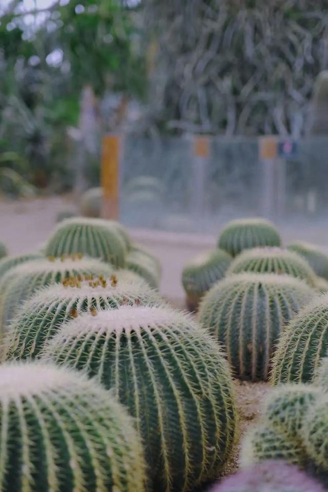 上海解锁“千园之城”,遛娃拍照吸氧圣地,哪个是你最爱?