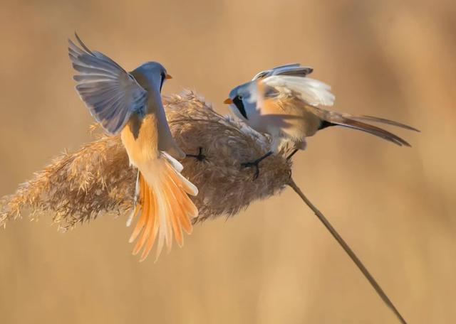 【支援合作 共谋发展】4条春季旅游线路出炉，带你玩转扎赉特旗→