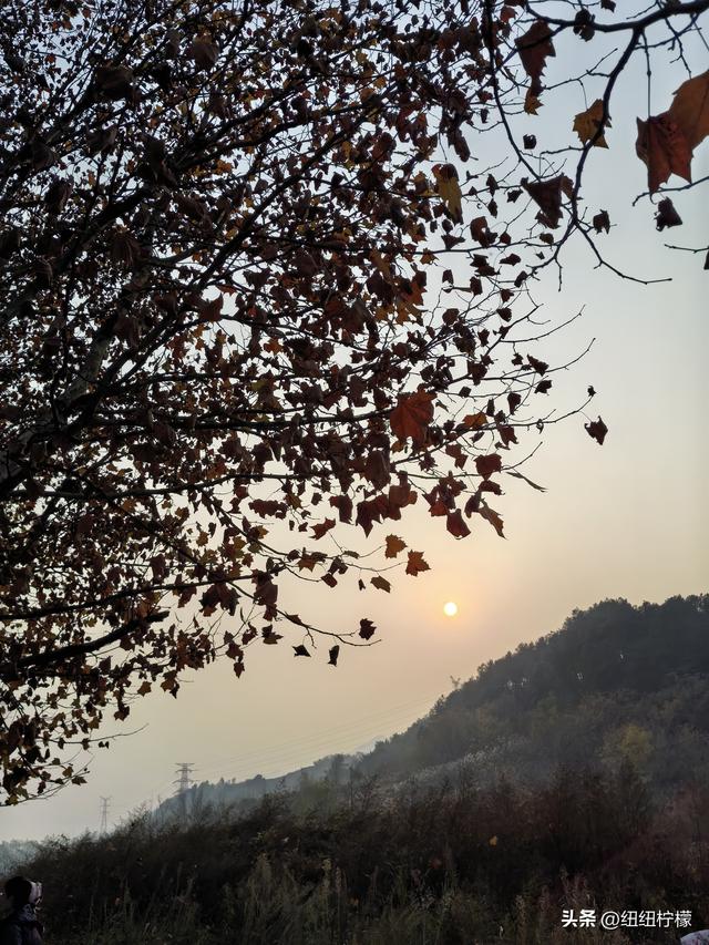 为看金黄美景和红墙，我来北碚静观走一趟，在塔坪寺和思乡台公园