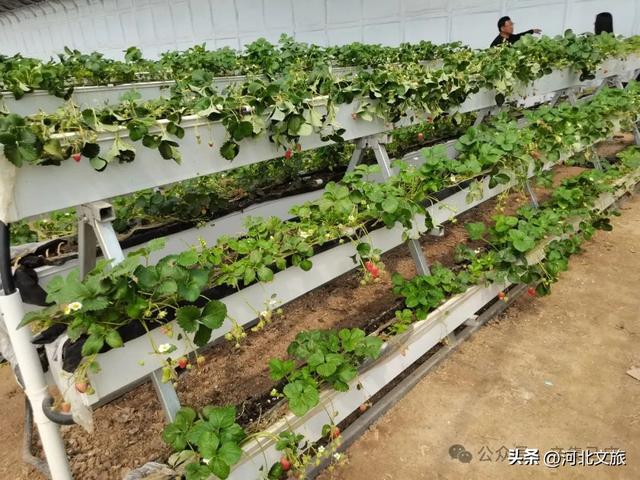 【走进束鹿古城】马庄乡