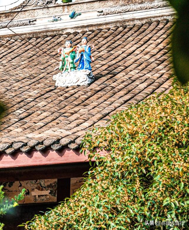 成都必去的五大桂花观赏地，开爆了，成都人私藏，地铁公交车直达