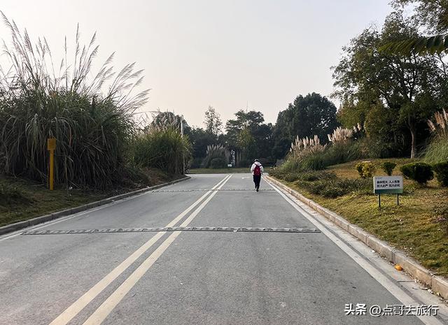 成都最美水杉红了，染红了湖面，不要门票，地铁公交直达！