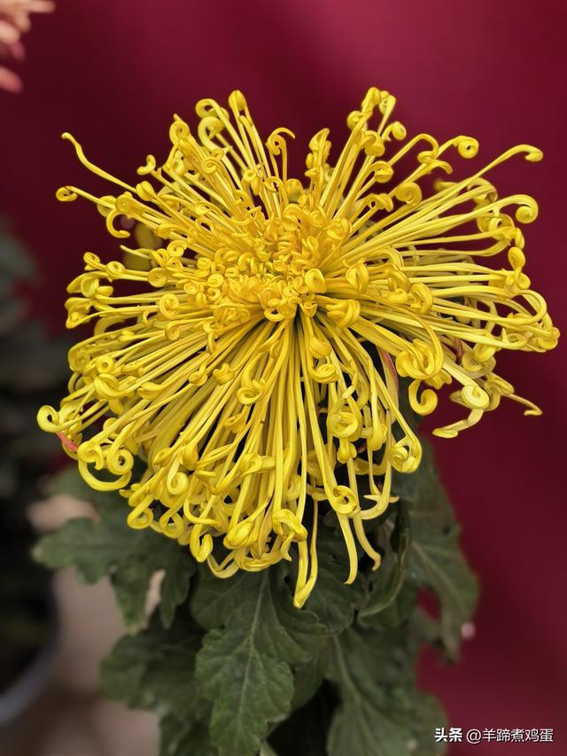 秋风独宠一园菊，晚来香艳出樊篱——北京北海公园2025年菊花展