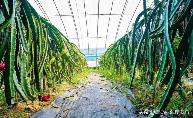 鲜 果 上 市 ！