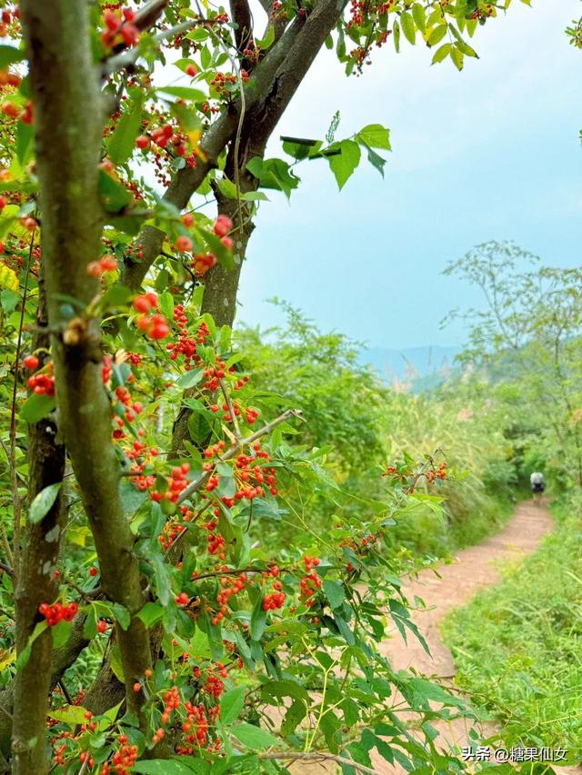 免费推荐！成都0.5h秋日免费打野攻略！摘柿子/板栗/八月瓜/野梨