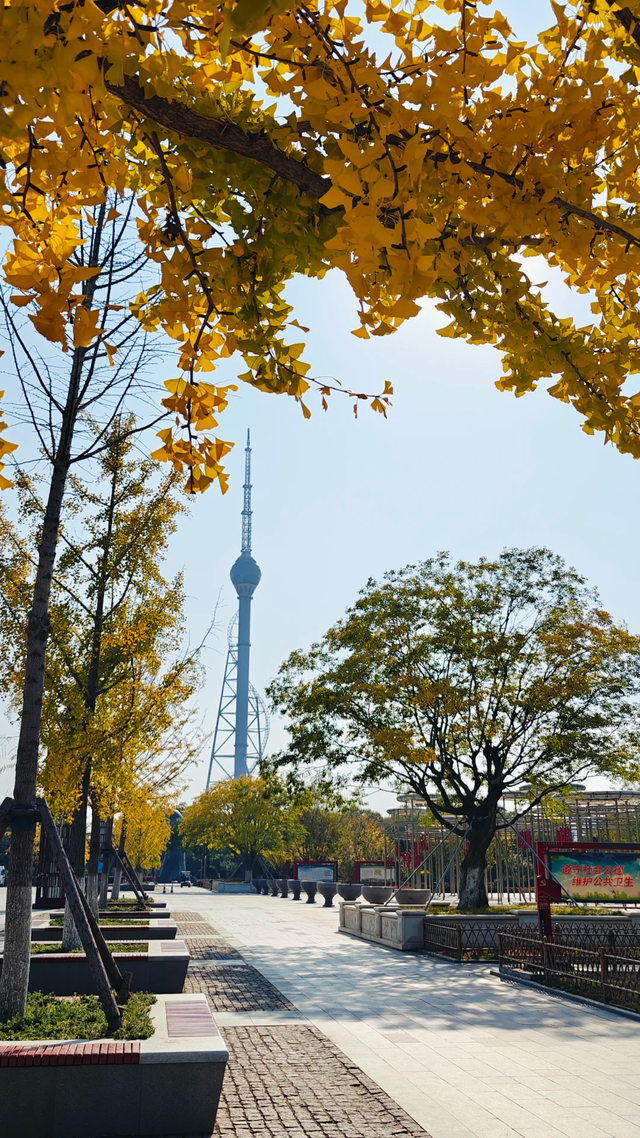 最适合拍银杏的地方！ 临沂十个0元打卡点，抓住今年最后的金色风暴！
