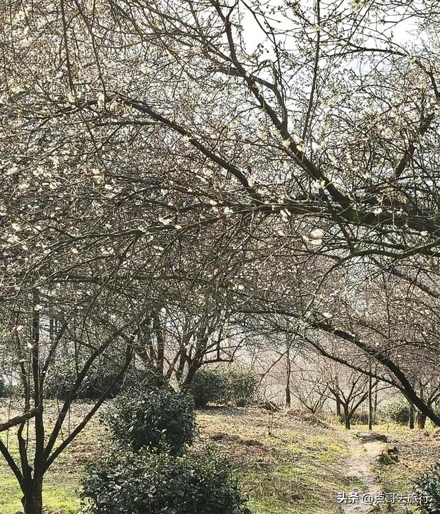 成都惊现6000亩梅林，花开成海超级壮观，免费，不要门票！