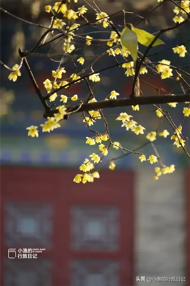 西安冬日最有韵味的美景地：一入其中，便是长安