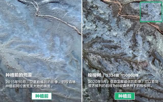 60岁马云近况：时隔6年重返蚂蚁森林，植被茂密，现场大口吃瓜