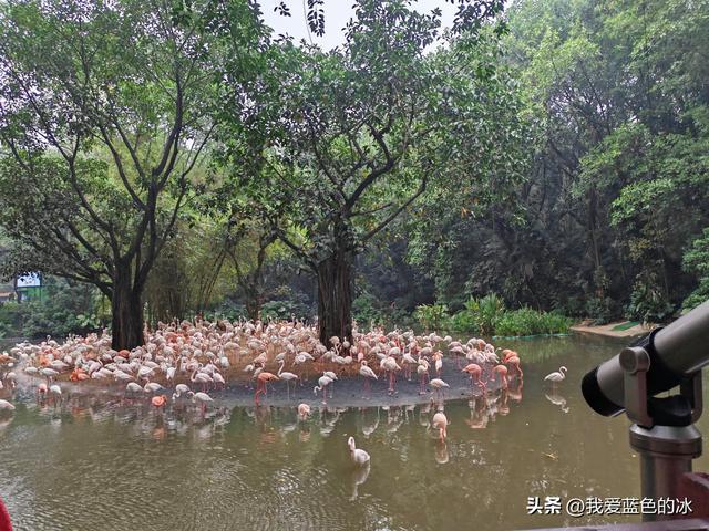 参观广州长隆野生动物园，全程感觉眼累手累腿不累