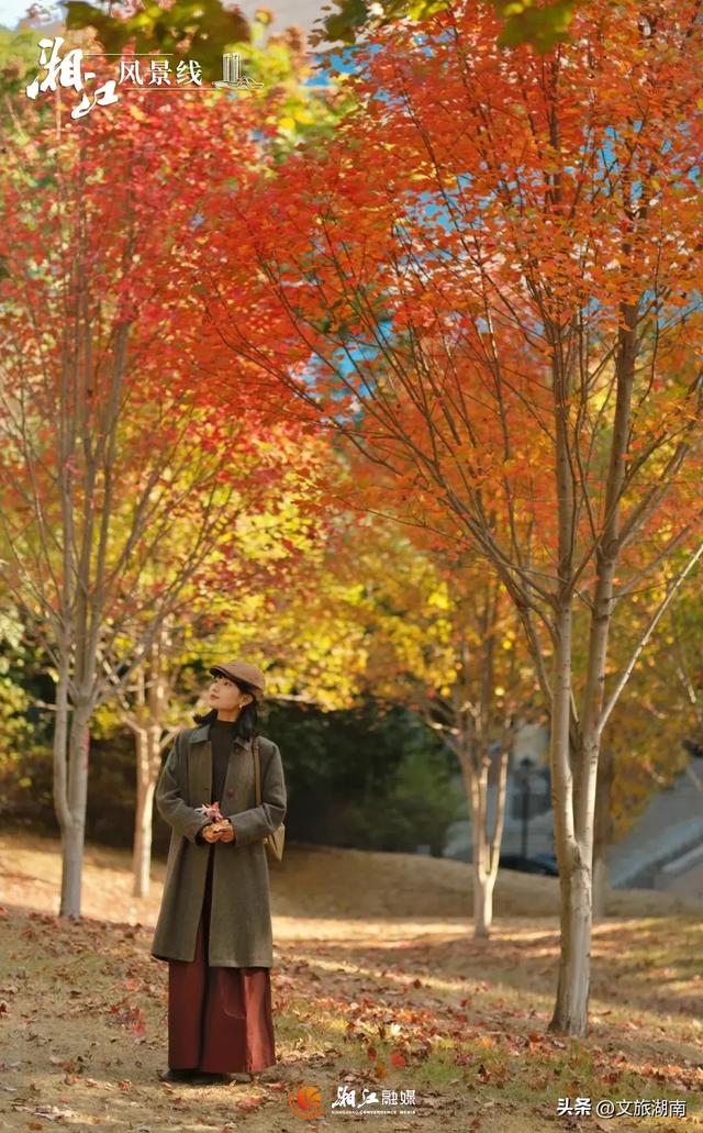 红了！湖南“追枫”地图更新