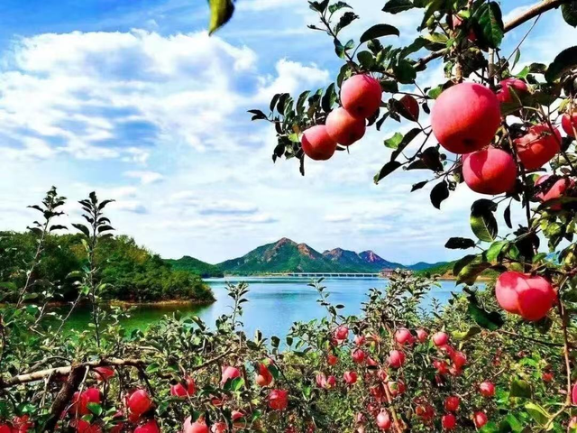 寻味胶马 | 听说全国每 18 个苹果中就有 1 个来自栖霞？
