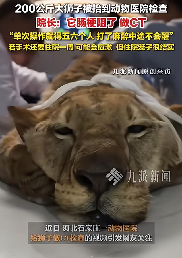 动物医院回应4人抬狮子做CT