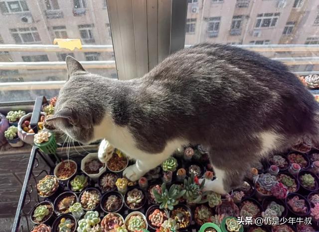 妹子因为猫破坏多肉决定弃养了，网友刚想开骂，看完后笑出了声哈