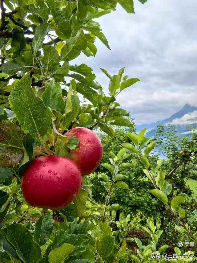 北欧旅游印象之十一:哈当厄尔峡湾苹果园