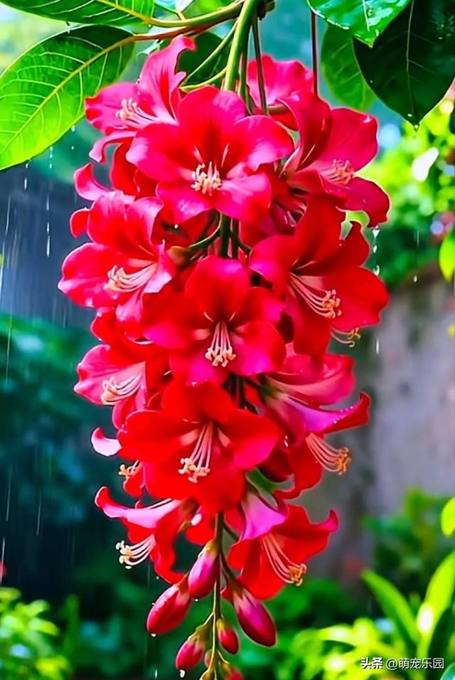 春日暖阳轻抚大地，柔弱生命散发芬芳，金辉洒落织就自然杰作