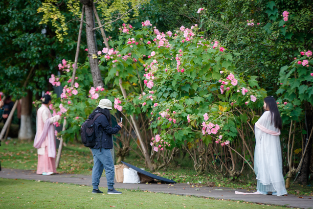 芙蓉花开醉蓉城，深秋美景胜似春