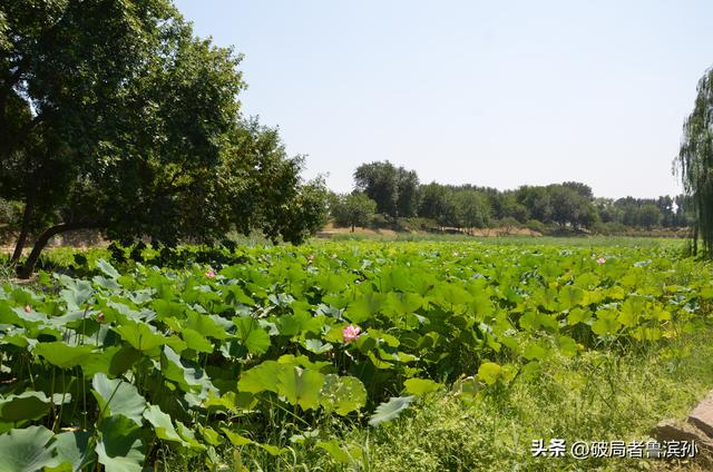 北京赏荷花最好的地方，原来是圆明园！