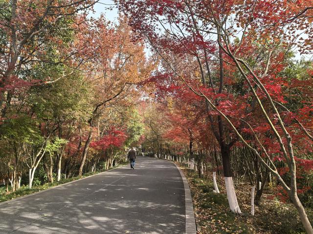 南京栖霞山一日徒步，游千年古刹，看漫山红叶