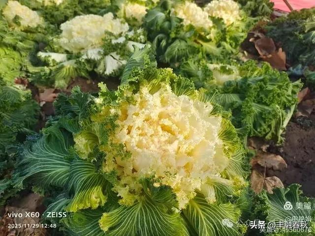 北京景山公园羽衣,冬园锦色|申艳娟