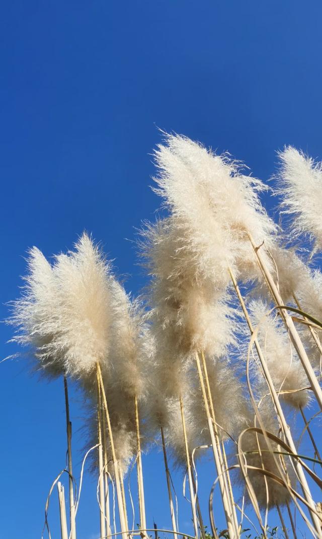 渔浦寒泉公园，水杉红透成诗