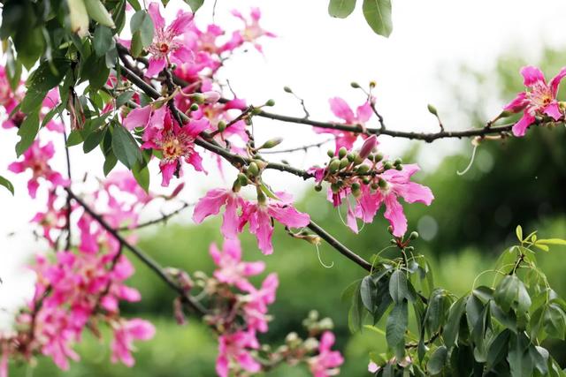 美翻了！石碣街头异木棉盛放，一树树粉花演绎都市浪漫