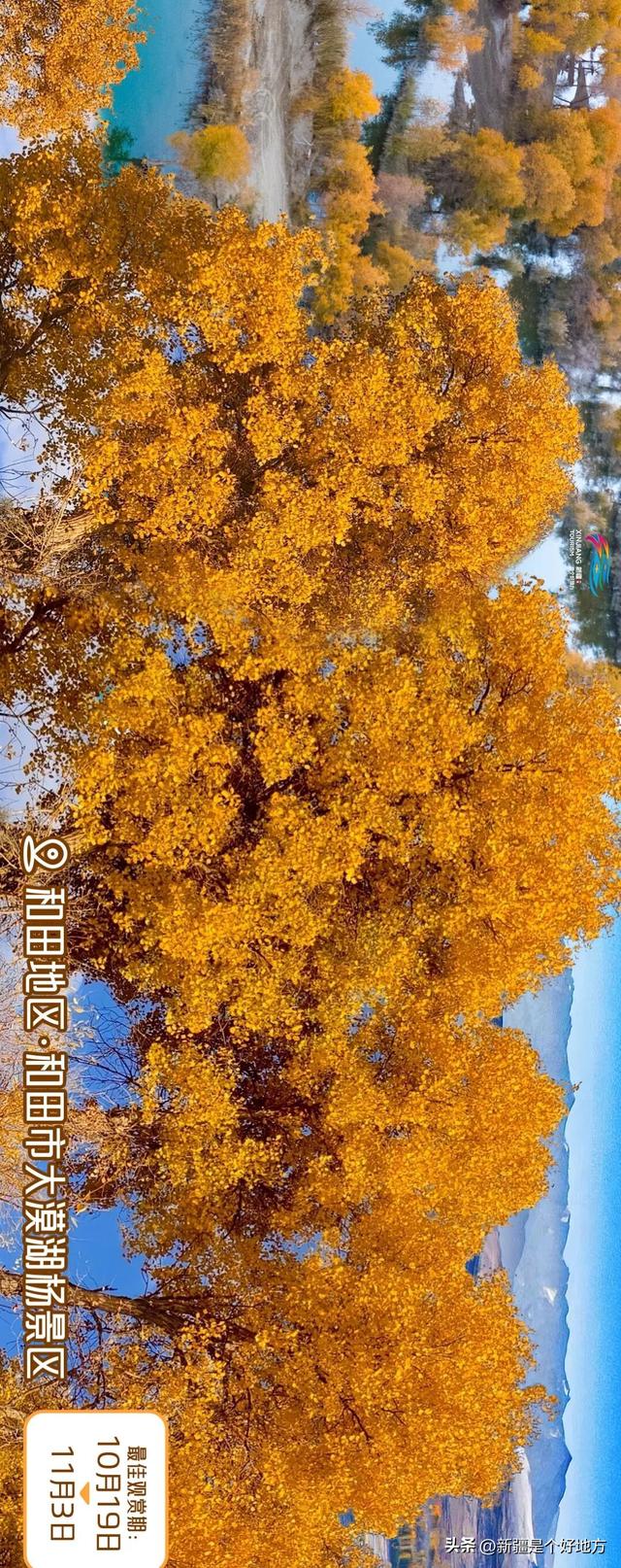 新疆赏胡杨最全攻略