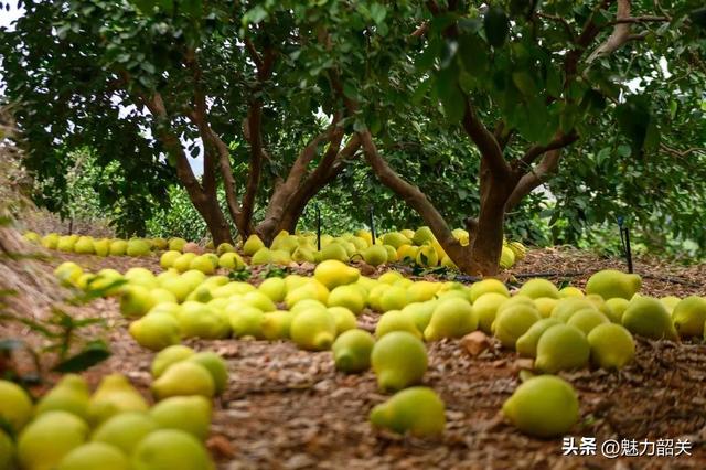 走，去韶关果园吃沙田柚！
