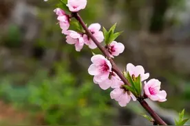 家门口突然长出这2种树，千万不要除掉，让它自然生长以后大福气图片