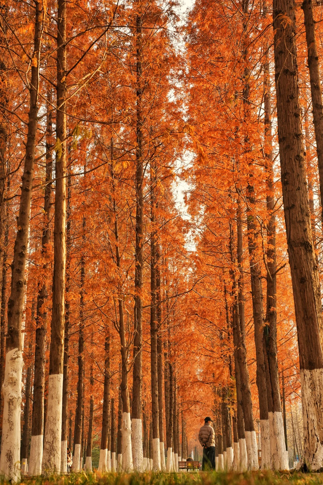 临沂「红杉」「红枫」浓度拉满，出片率100%