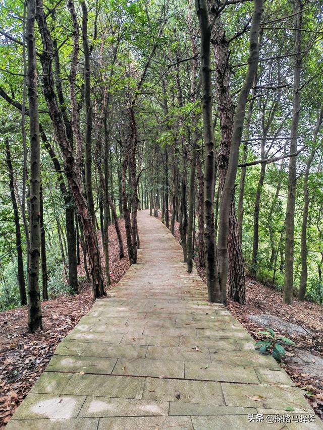 重庆主城藏了条“摆烂”步道：公交直达，轻松原始，就是有点费嘴