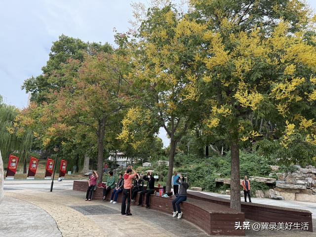 河北石家庄：“黄花红果”栾树扮靓秋日美景