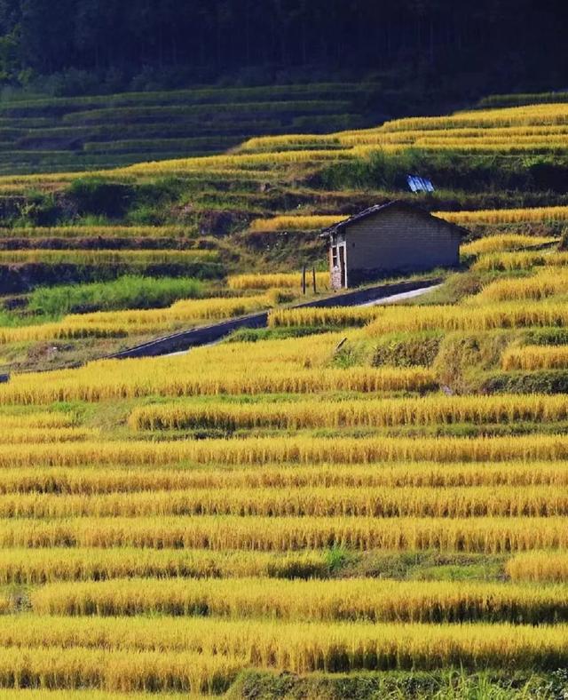 广州出发-清远赏秋2天游，欧家梯田，旅拍银杏林，瑶寨篝火晚会