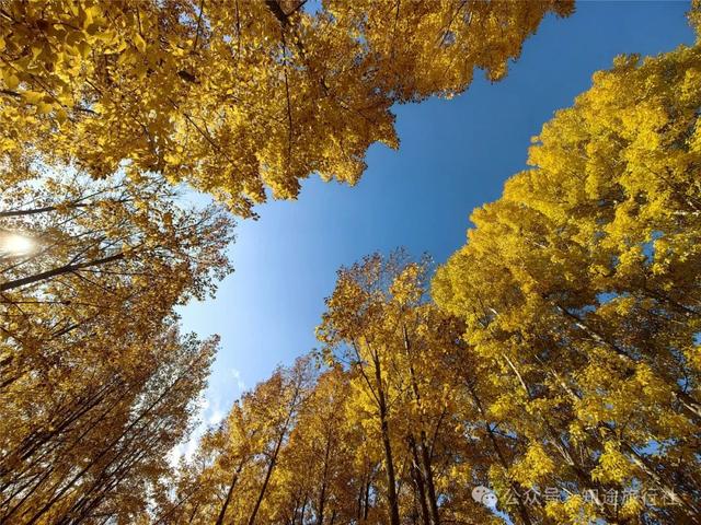 一年中最后一场华丽的秋色，鹤庆泸沽湖休闲5天游！11月底出发