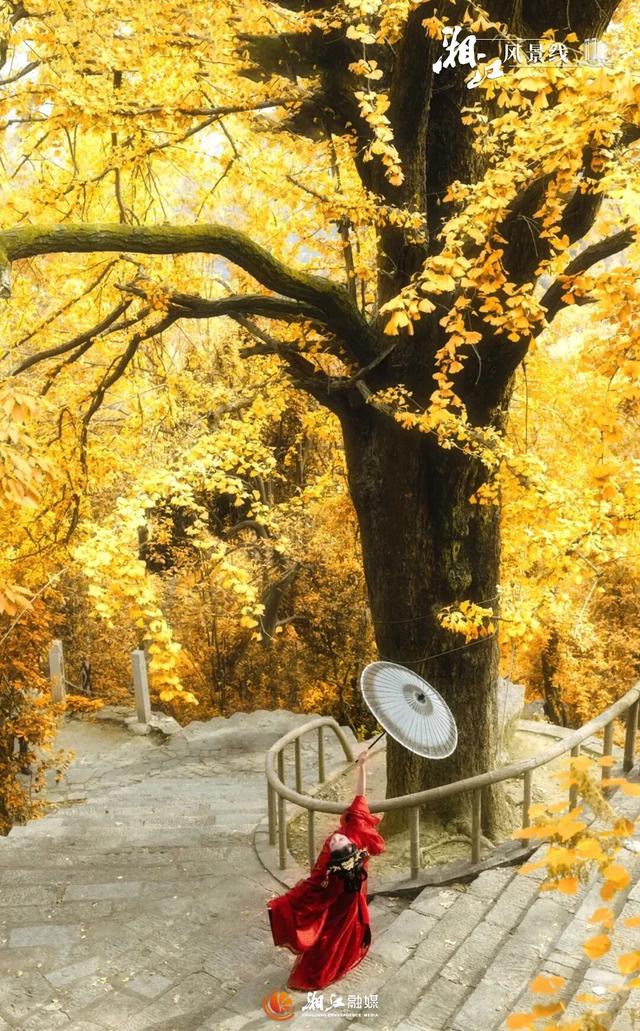 长沙银杏浓度即将达到100%！这波“小确杏”你要接住→