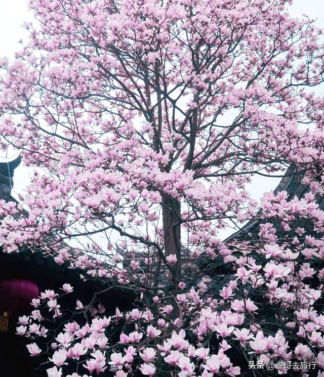 成都寺庙最美玉兰花开了，红墙青瓦，惊艳唯美，这3处不要门票！