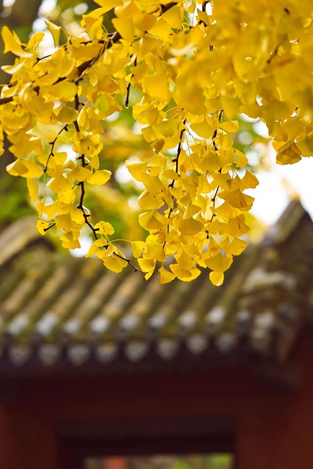 壮观！震撼！很多人都去看了！就在日照这里！