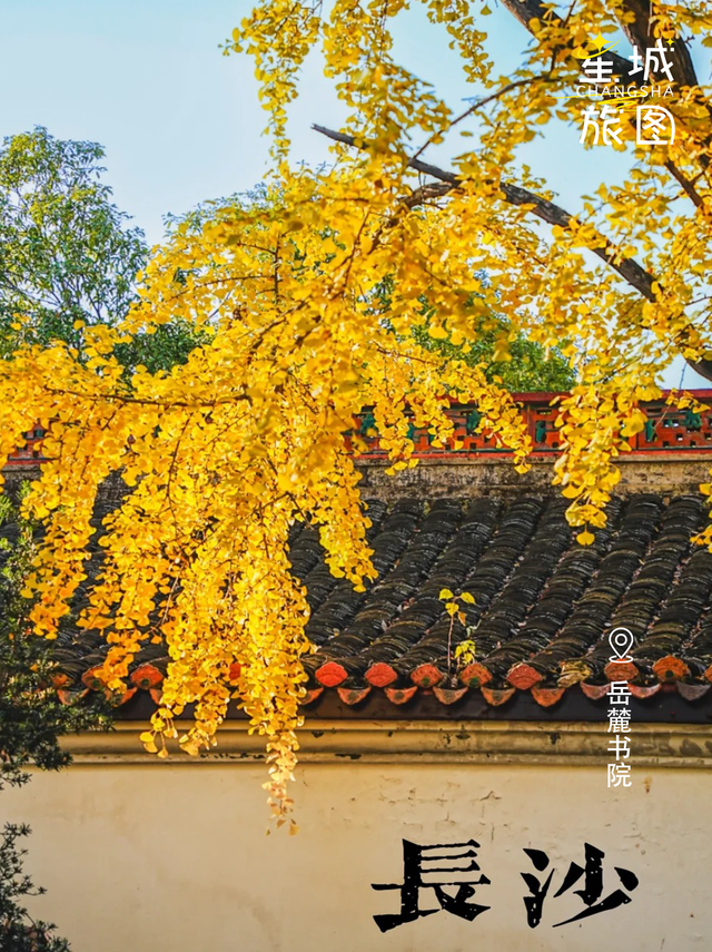 星城鎏金，银杏逐光