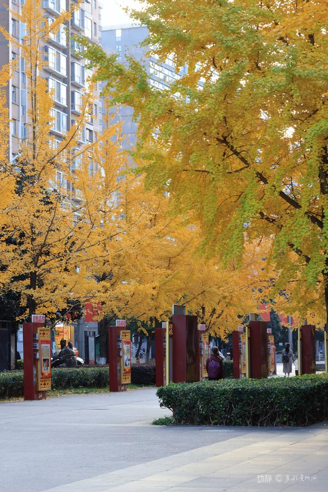 最是银杏橙黄时，打卡贵阳观山湖的冬日暖景