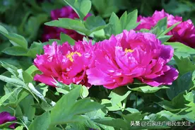 最美人间四月天 牡丹仙子展笑颜图片