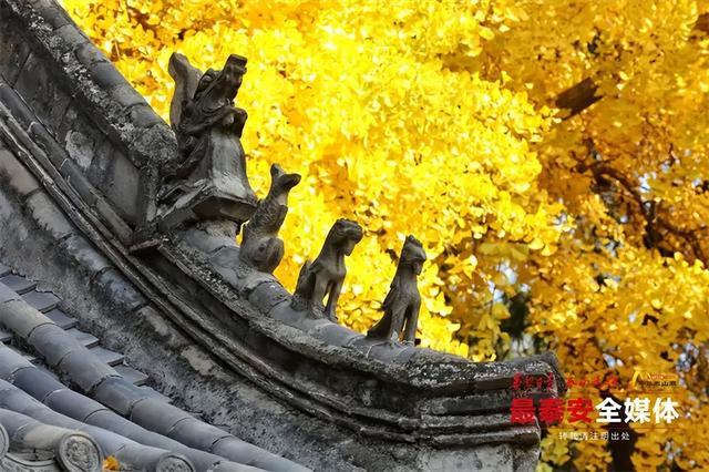 古观银杏黄 诗意满深秋