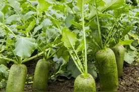 8月又到种菜好时候，推荐六类几十种蔬菜，立秋后随时都可以种图片