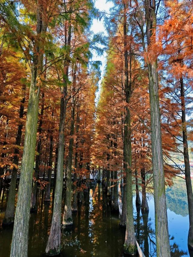 悦·遵义 | 美到犯规！播州这里藏着一个“油画世界”，随手一拍就是大片！