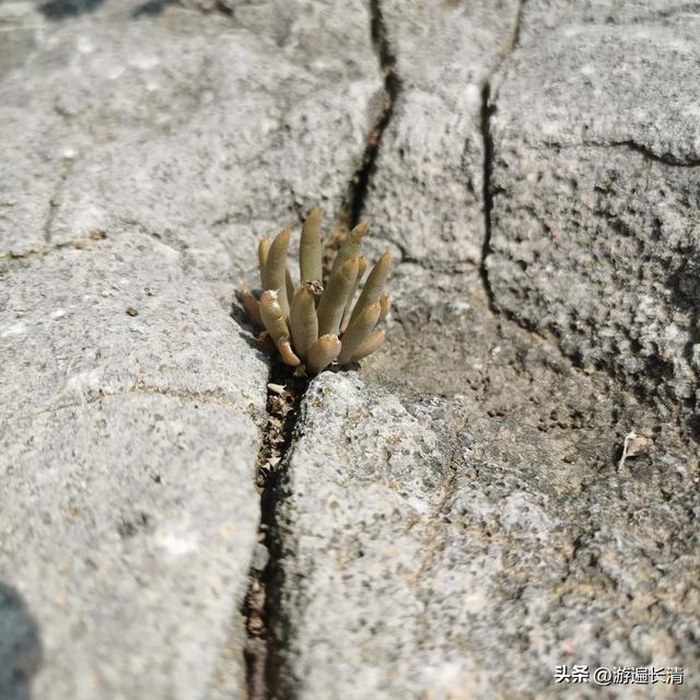 &056.炎炎烈日哪里去--张夏洞府天