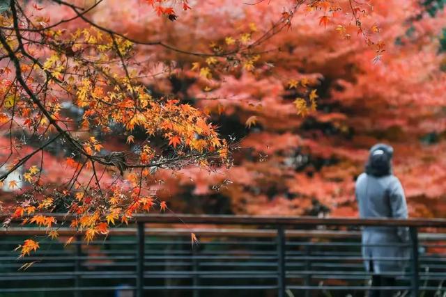 周五宠粉日｜枫叶红“疯”了！沪上市区赏枫运动好地分享，更有运动好礼等你来领！