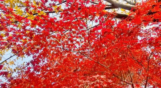 冬日美景 上党鸡爪槭火红绚烂