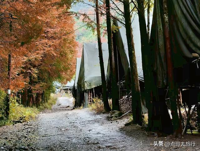 成都严重被低估的彩林徒步线路，1天轻松往返，山野壮观绚丽！