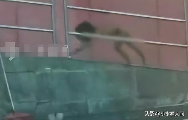 后续！“野人男童”父母大学毕业，生活诡异，邻居爆料更可怜细节
