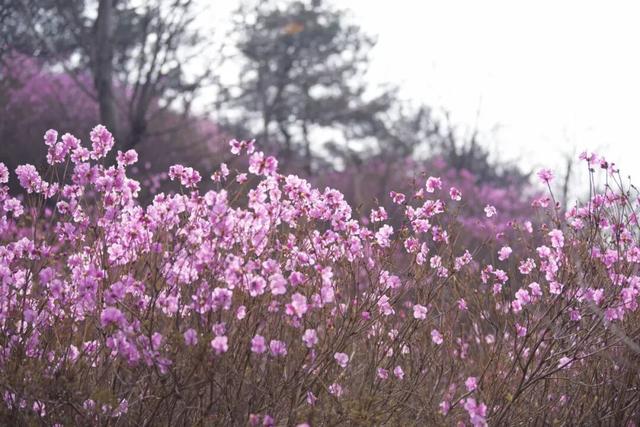 藏不住啦！五莲“兰槿”花火爆全网！